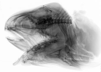 Media type: image;   Ichthyology 165411 Aspect: lateral,description